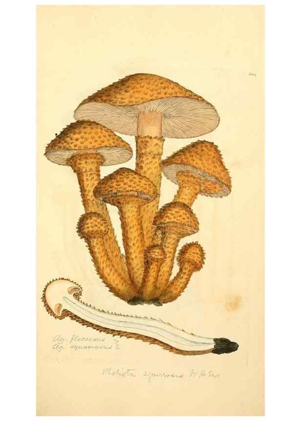 Reproducción/Reproduction 8229470795: Coloured figures of English fungi or mushrooms.. London,Printed by J. Davis,1797-[1809]