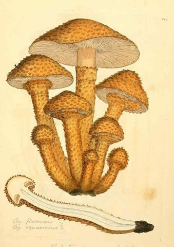 Reproducción/Reproduction 8229470795: Coloured figures of English fungi or mushrooms.. London,Printed by J. Davis,1797-[1809]