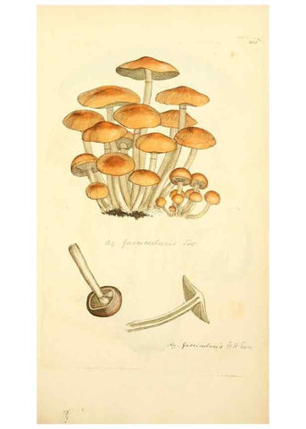 Reproducción/Reproduction 8230536746: Coloured figures of English fungi or mushrooms.. London,Printed by J. Davis,1797-[1809]
