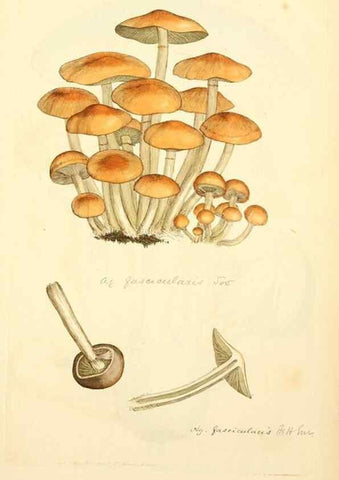 Reproducción/Reproduction 8230536746: Coloured figures of English fungi or mushrooms.. London,Printed by J. Davis,1797-[1809]