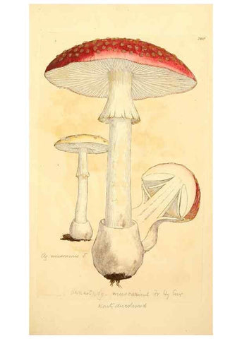 Reproducción/Reproduction 8229471971: Coloured figures of English fungi or mushrooms.. London,Printed by J. Davis,1797-[1809]