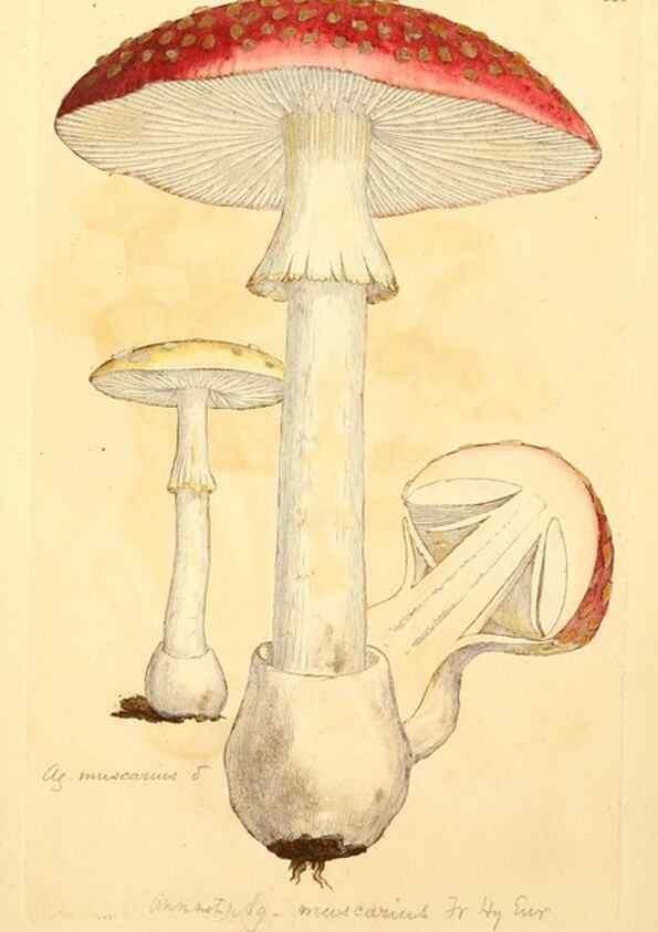 Reproducción/Reproduction 8229471971: Coloured figures of English fungi or mushrooms.. London,Printed by J. Davis,1797-[1809]