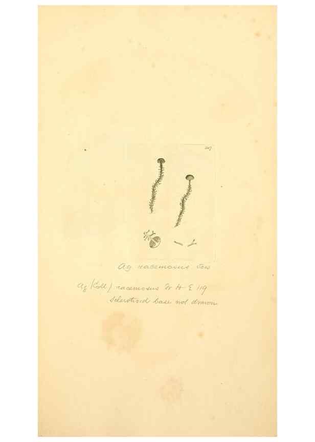 Reproducción/Reproduction 8230537614: Coloured figures of English fungi or mushrooms.. London,Printed by J. Davis,1797-[1809]