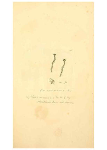 Reproducción/Reproduction 8230537614: Coloured figures of English fungi or mushrooms.. London,Printed by J. Davis,1797-[1809]
