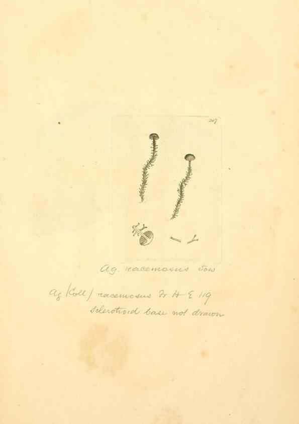 Reproducción/Reproduction 8230537614: Coloured figures of English fungi or mushrooms.. London,Printed by J. Davis,1797-[1809]