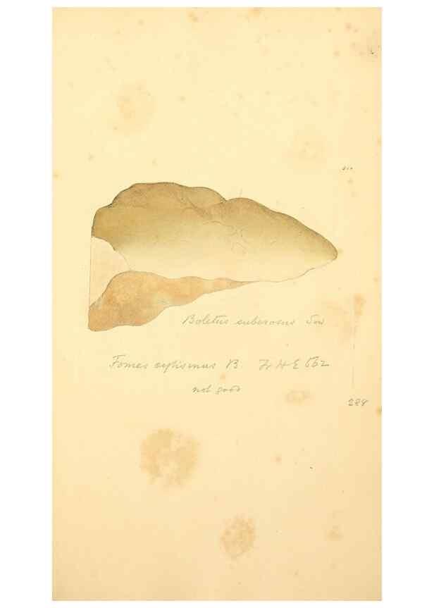 Reproducción/Reproduction 8230538056: Coloured figures of English fungi or mushrooms.. London,Printed by J. Davis,1797-[1809]