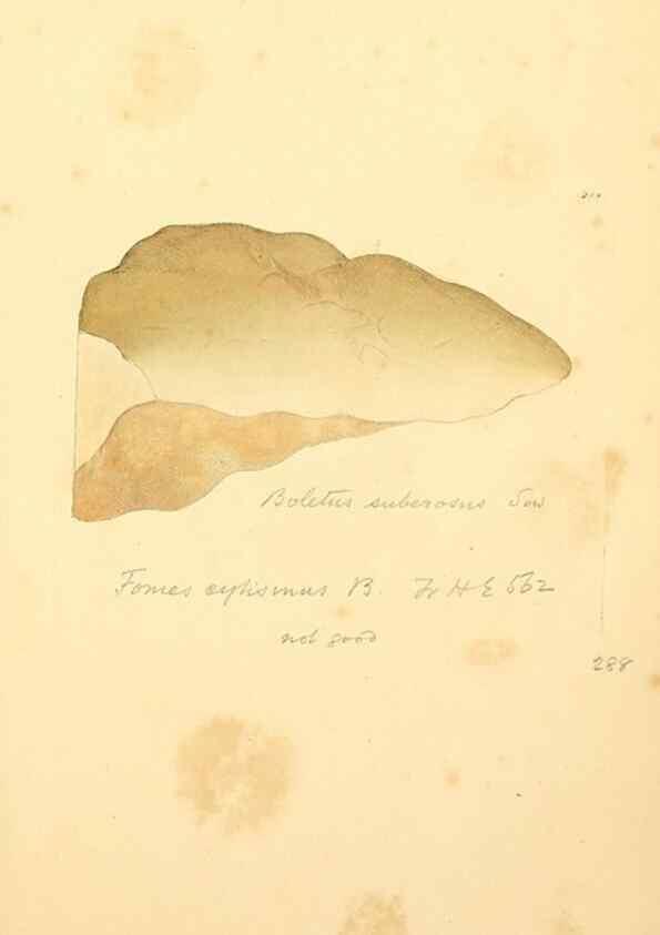 Reproducción/Reproduction 8230538056: Coloured figures of English fungi or mushrooms.. London,Printed by J. Davis,1797-[1809]