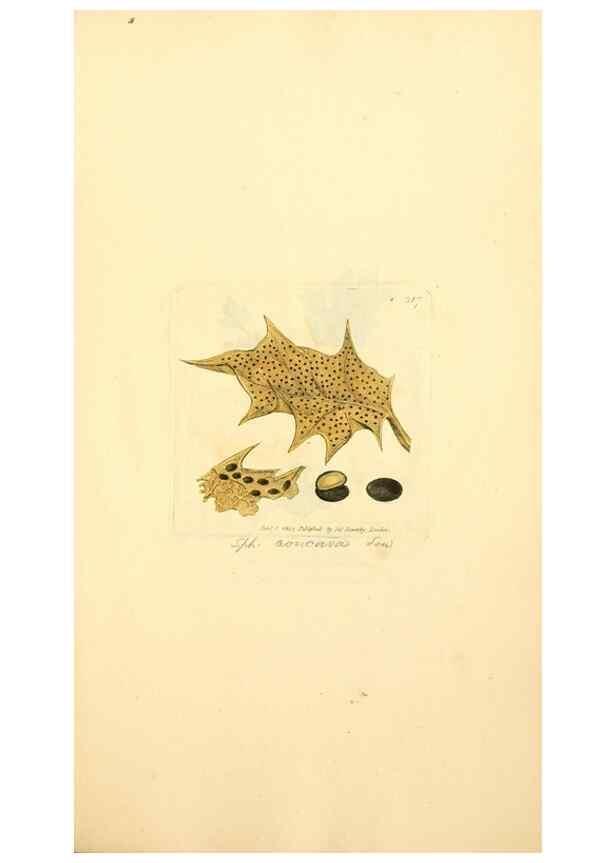 Reproducción/Reproduction 8229488013: Coloured figures of English fungi or mushrooms.. London,Printed by J. Davis,1797-[1809]