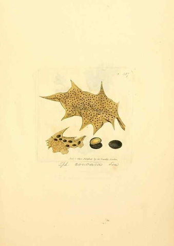 Reproducción/Reproduction 8229488013: Coloured figures of English fungi or mushrooms.. London,Printed by J. Davis,1797-[1809]