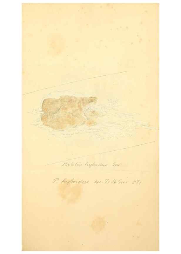 Reproducción/Reproduction 8230538862: Coloured figures of English fungi or mushrooms.. London,Printed by J. Davis,1797-[1809]