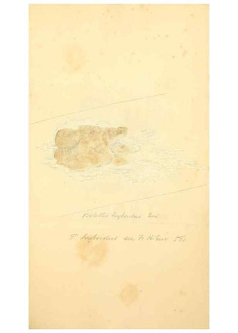 Reproducción/Reproduction 8230538862: Coloured figures of English fungi or mushrooms.. London,Printed by J. Davis,1797-[1809]