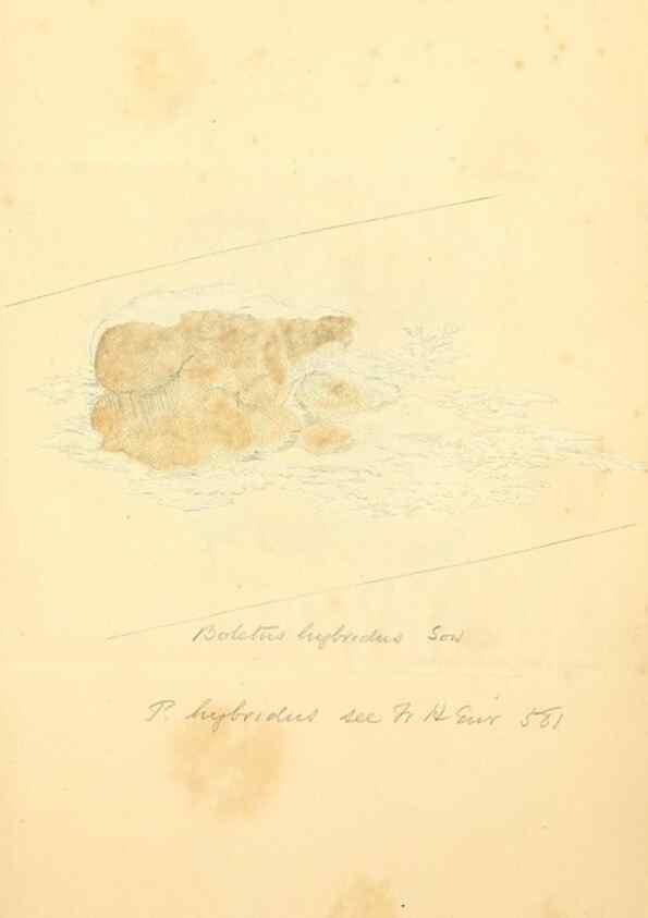 Reproducción/Reproduction 8230538862: Coloured figures of English fungi or mushrooms.. London,Printed by J. Davis,1797-[1809]
