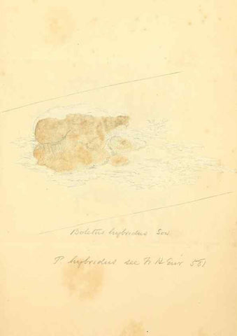 Reproducción/Reproduction 8230538862: Coloured figures of English fungi or mushrooms.. London,Printed by J. Davis,1797-[1809]