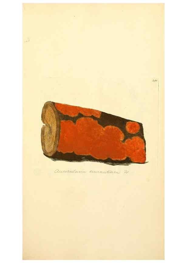 Reproducción/Reproduction 8230539960: Coloured figures of English fungi or mushrooms.. London,Printed by J. Davis,1797-[1809]