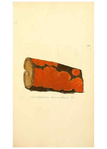 Reproducción/Reproduction 8230539960: Coloured figures of English fungi or mushrooms.. London,Printed by J. Davis,1797-[1809]