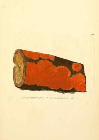 Reproducción/Reproduction 8230539960: Coloured figures of English fungi or mushrooms.. London,Printed by J. Davis,1797-[1809]