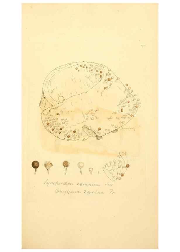 Reproducción/Reproduction 8229475149: Coloured figures of English fungi or mushrooms.. London,Printed by J. Davis,1797-[1809]