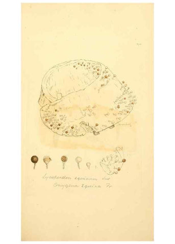 Reproducción/Reproduction 8229475149: Coloured figures of English fungi or mushrooms.. London,Printed by J. Davis,1797-[1809]