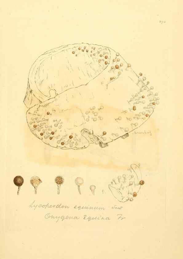 Reproducción/Reproduction 8229475149: Coloured figures of English fungi or mushrooms.. London,Printed by J. Davis,1797-[1809]