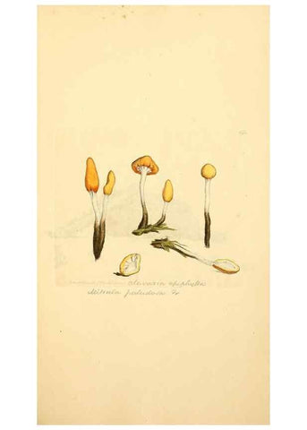 Reproducción/Reproduction 8229475595: Coloured figures of English fungi or mushrooms.. London,Printed by J. Davis,1797-[1809]