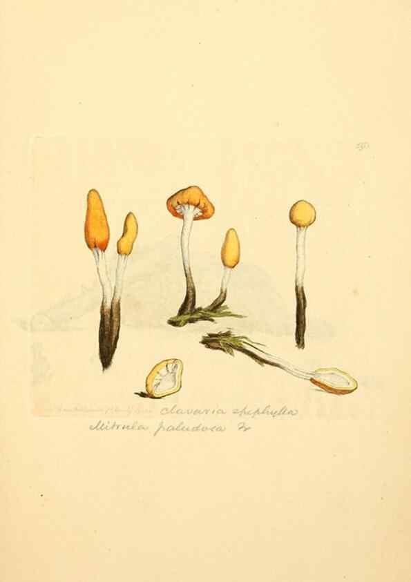 Reproducción/Reproduction 8229475595: Coloured figures of English fungi or mushrooms.. London,Printed by J. Davis,1797-[1809]
