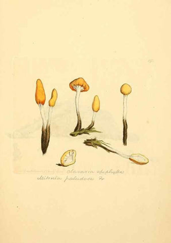 Reproducción/Reproduction 8229475595: Coloured figures of English fungi or mushrooms.. London,Printed by J. Davis,1797-[1809]