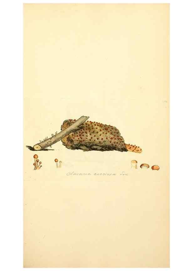 Reproducción/Reproduction 8229476037: Coloured figures of English fungi or mushrooms.. London,Printed by J. Davis,1797-[1809]