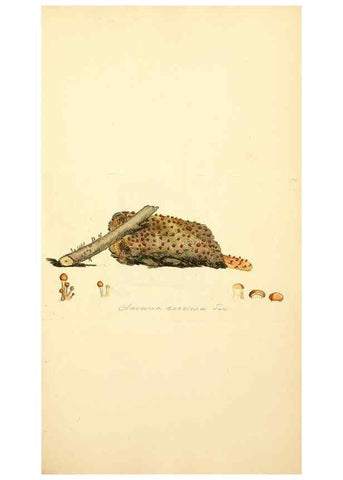 Reproducción/Reproduction 8229476037: Coloured figures of English fungi or mushrooms.. London,Printed by J. Davis,1797-[1809]