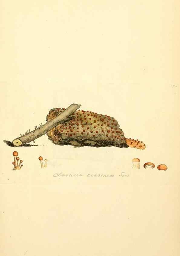 Reproducción/Reproduction 8229476037: Coloured figures of English fungi or mushrooms.. London,Printed by J. Davis,1797-[1809]