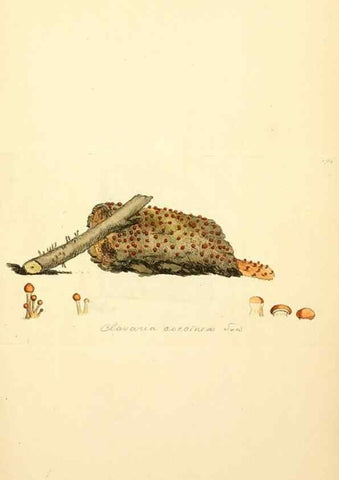 Reproducción/Reproduction 8229476037: Coloured figures of English fungi or mushrooms.. London,Printed by J. Davis,1797-[1809]