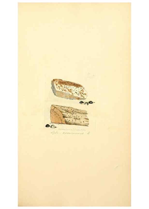 Reproducción/Reproduction 8230541568: Coloured figures of English fungi or mushrooms.. London,Printed by J. Davis,1797-[1809]