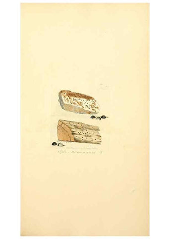 Reproducción/Reproduction 8230541568: Coloured figures of English fungi or mushrooms.. London,Printed by J. Davis,1797-[1809]