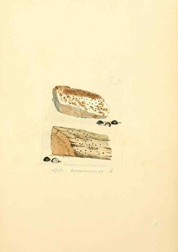 Reproducción/Reproduction 8230541568: Coloured figures of English fungi or mushrooms.. London,Printed by J. Davis,1797-[1809]