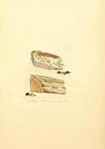 Reproducción/Reproduction 8230541568: Coloured figures of English fungi or mushrooms.. London,Printed by J. Davis,1797-[1809]
