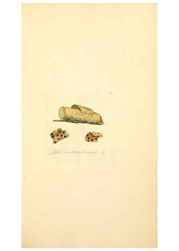 Reproducción/Reproduction 8229477097: Coloured figures of English fungi or mushrooms.. London,Printed by J. Davis,1797-[1809]