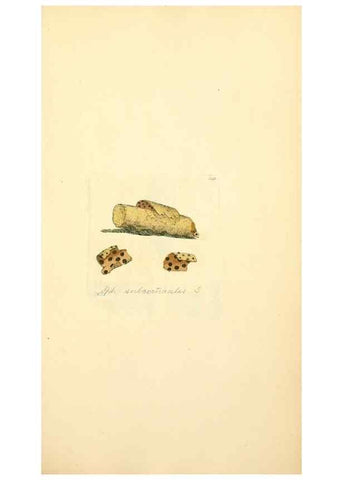 Reproducción/Reproduction 8229477097: Coloured figures of English fungi or mushrooms.. London,Printed by J. Davis,1797-[1809]