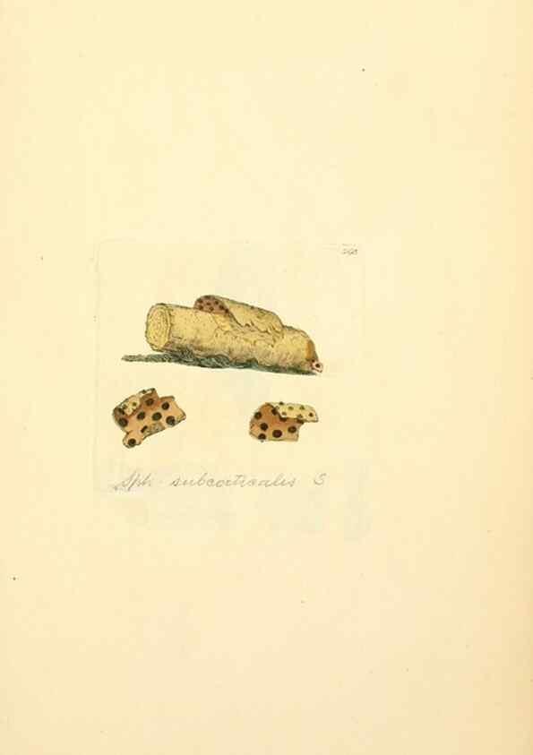 Reproducción/Reproduction 8229477097: Coloured figures of English fungi or mushrooms.. London,Printed by J. Davis,1797-[1809]