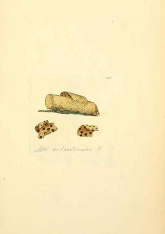 Reproducción/Reproduction 8229477097: Coloured figures of English fungi or mushrooms.. London,Printed by J. Davis,1797-[1809]