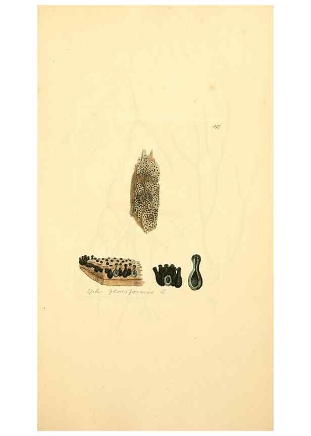 Reproducción/Reproduction 8230542788: Coloured figures of English fungi or mushrooms.. London,Printed by J. Davis,1797-[1809]