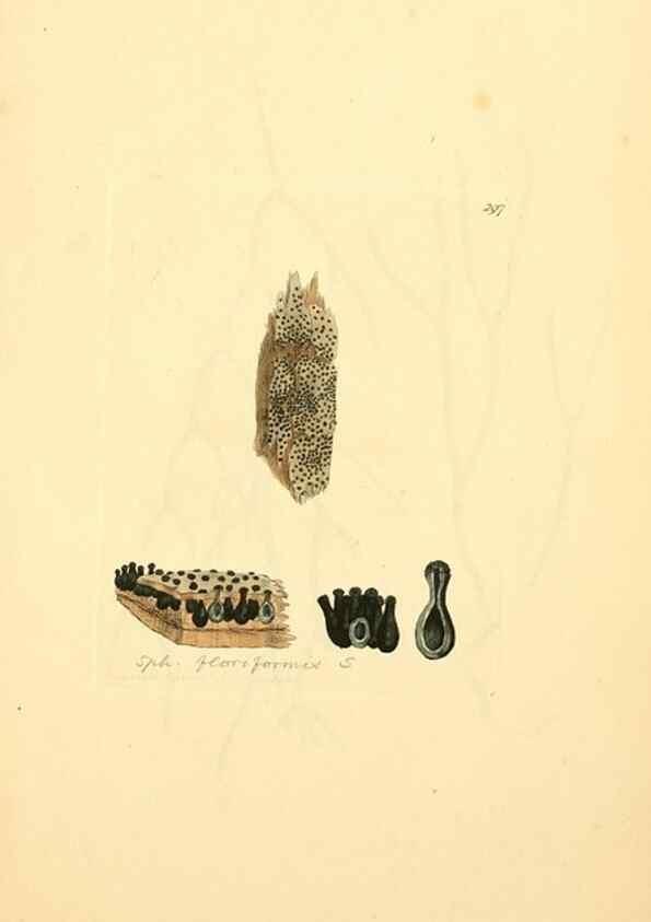 Reproducción/Reproduction 8230542788: Coloured figures of English fungi or mushrooms.. London,Printed by J. Davis,1797-[1809]