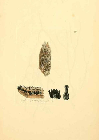 Reproducción/Reproduction 8230542788: Coloured figures of English fungi or mushrooms.. London,Printed by J. Davis,1797-[1809]