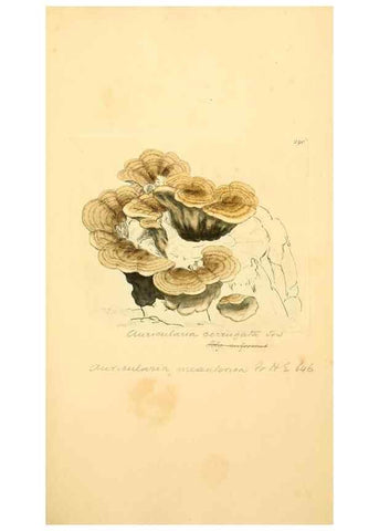 Reproducción/Reproduction 8230539554: Coloured figures of English fungi or mushrooms.. London,Printed by J. Davis,1797-[1809]