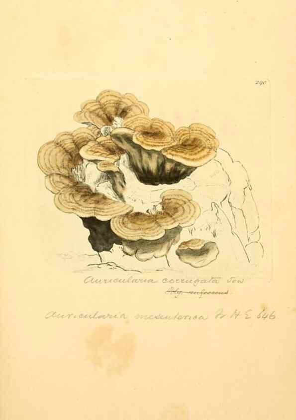 Reproducción/Reproduction 8230539554: Coloured figures of English fungi or mushrooms.. London,Printed by J. Davis,1797-[1809]
