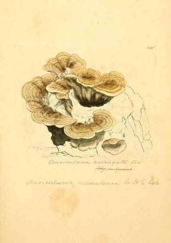 Reproducción/Reproduction 8230539554: Coloured figures of English fungi or mushrooms.. London,Printed by J. Davis,1797-[1809]