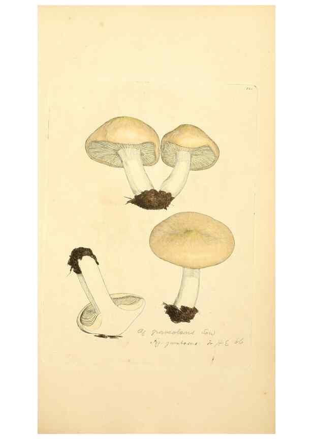 Reproducción/Reproduction 8229468887: Coloured figures of English fungi or mushrooms.. London,Printed by J. Davis,1797-[1809]