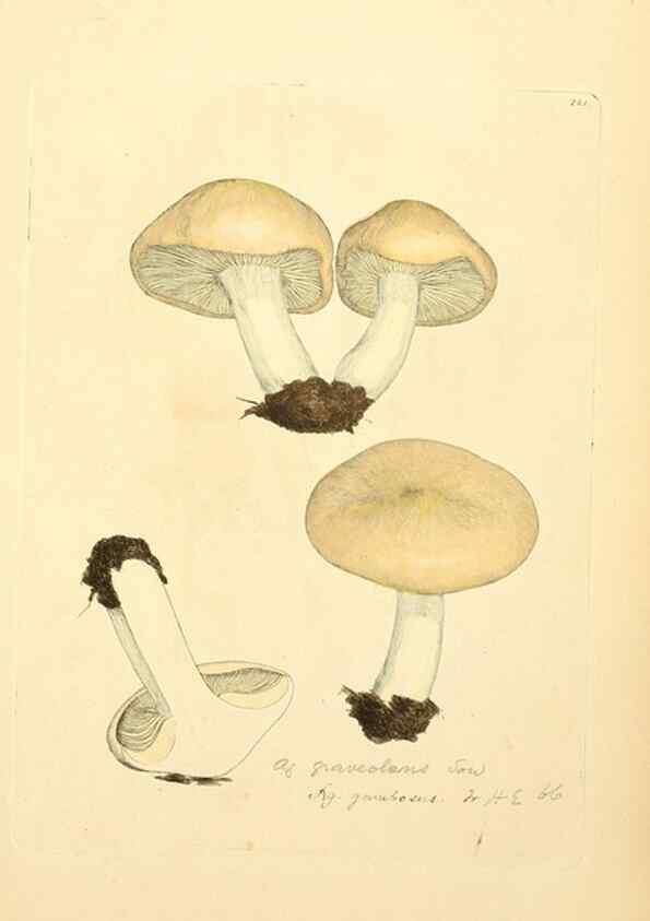 Reproducción/Reproduction 8229468887: Coloured figures of English fungi or mushrooms.. London,Printed by J. Davis,1797-[1809]