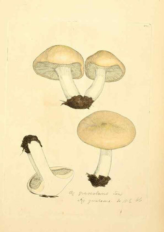 Reproducción/Reproduction 8229468887: Coloured figures of English fungi or mushrooms.. London,Printed by J. Davis,1797-[1809]