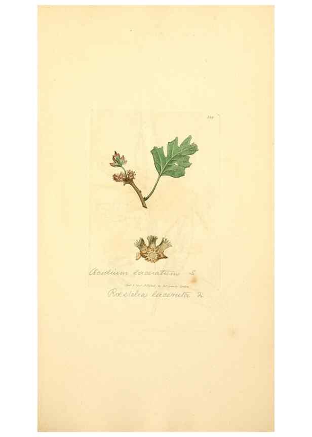 Reproducción/Reproduction 8230553522: Coloured figures of English fungi or mushrooms.. London,Printed by J. Davis,1797-[1809]