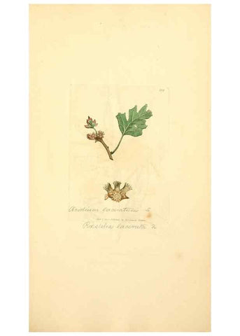 Reproducción/Reproduction 8230553522: Coloured figures of English fungi or mushrooms.. London,Printed by J. Davis,1797-[1809]