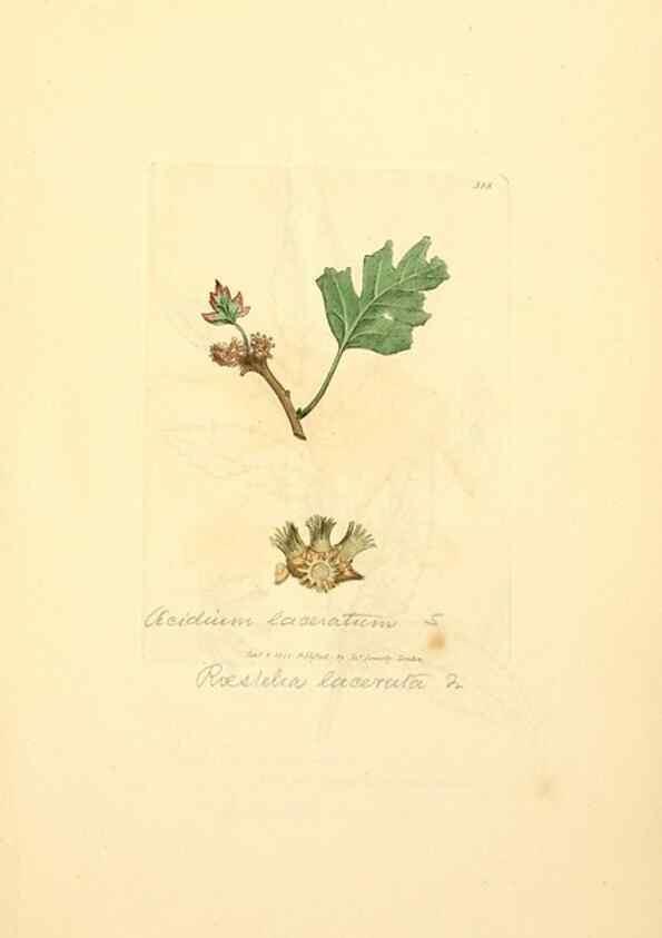 Reproducción/Reproduction 8230553522: Coloured figures of English fungi or mushrooms.. London,Printed by J. Davis,1797-[1809]